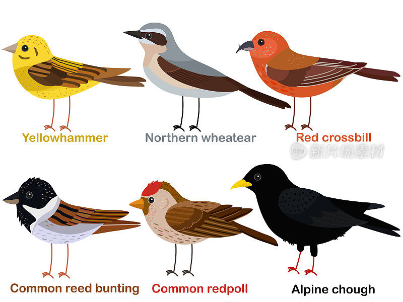 可爱的鸟矢量插图设置，黄锤，小麦，红crossbill，芦苇bunting, Redpoll，高山丘夫